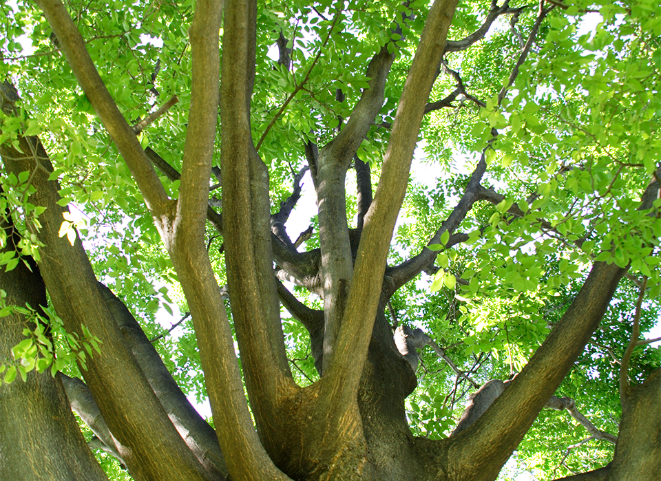愛知県豊田市のけやき司法書士事務所